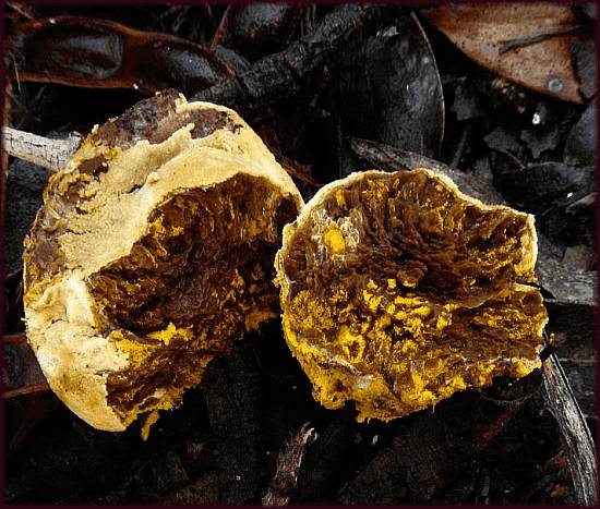 Goldschimmel (Hypomyces chrysospermus); im zweiten Stadium (Farbe weiss)